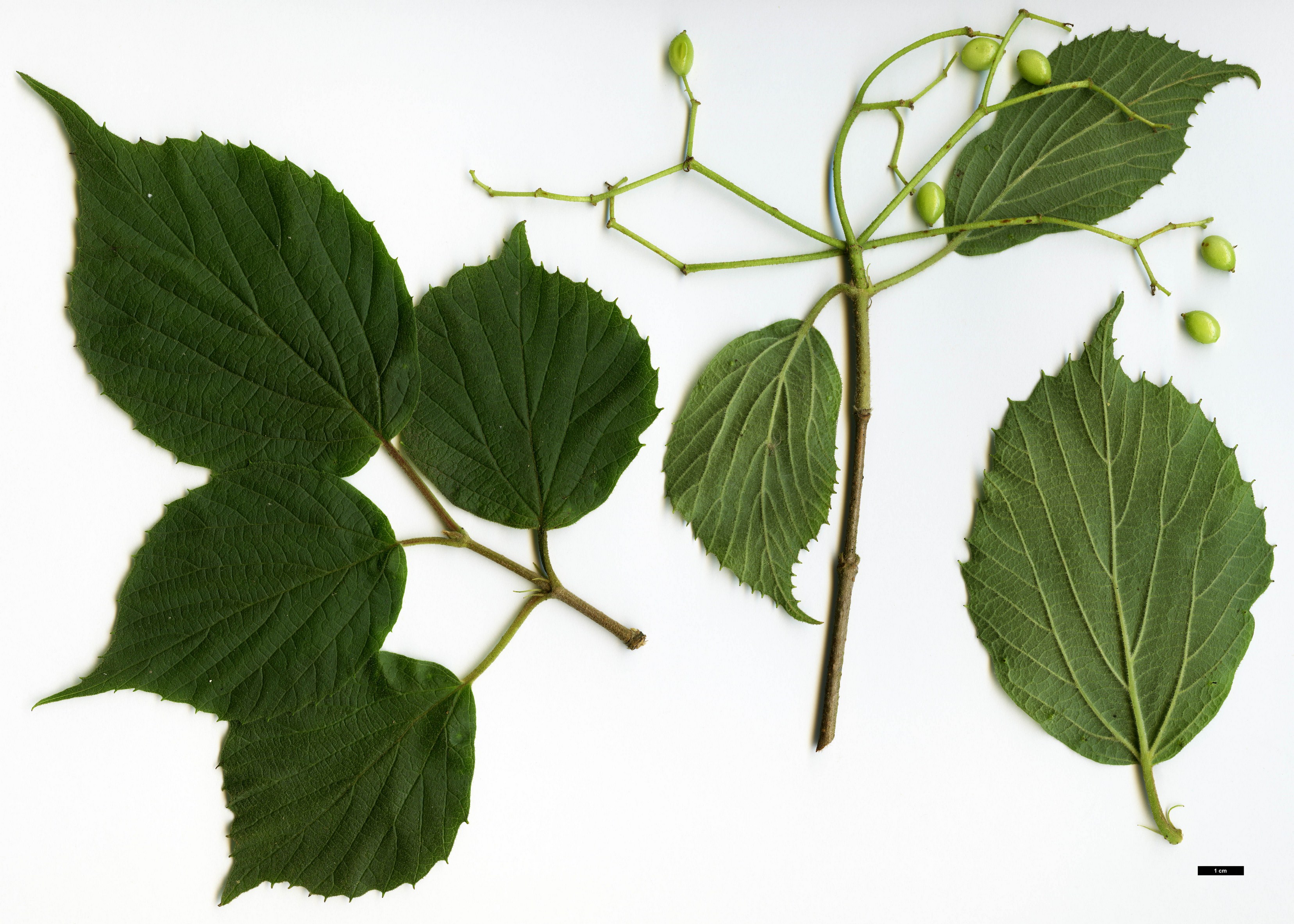 High resolution image: Family: Adoxaceae - Genus: Viburnum - Taxon: fordiae